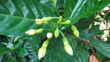 虚幻5《方舟2》粉丝概念预告 大恐龙的悠闲生活