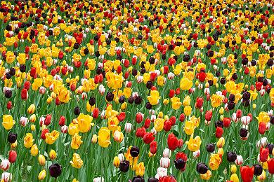 《EA Sports大学橄榄球25》将包含134所FBS院校